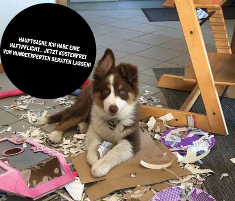 Giftköder-HUNDEHALTERHAFTPFLICHTVERSICHERUNG-Bild