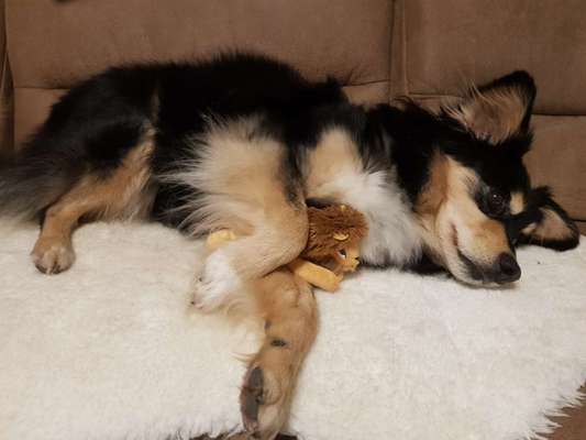 TierschutzhundeStammtisch🐕-Beitrag-Bild