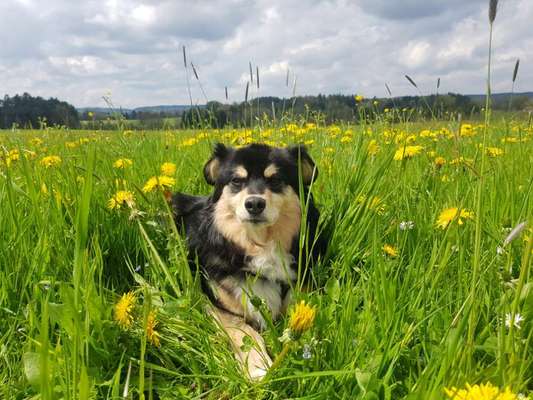 TierschutzhundeStammtisch🐕-Beitrag-Bild