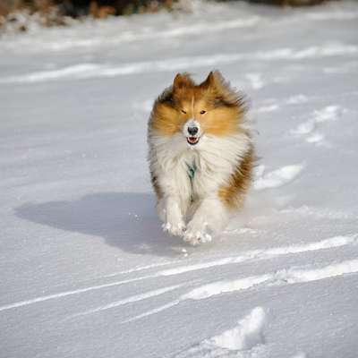Hundetreffen-Gassirunde