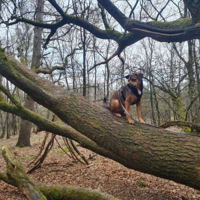 Hundetreffen-Kleiner Hundefreund für gemeinsame Gassirunden gesucht-Bild