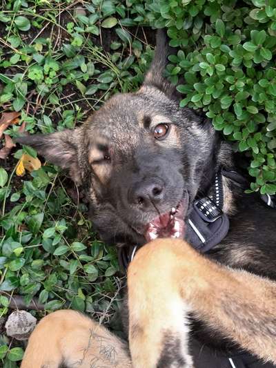 Dogorama Photo Challenge - Portrait-Beitrag-Bild