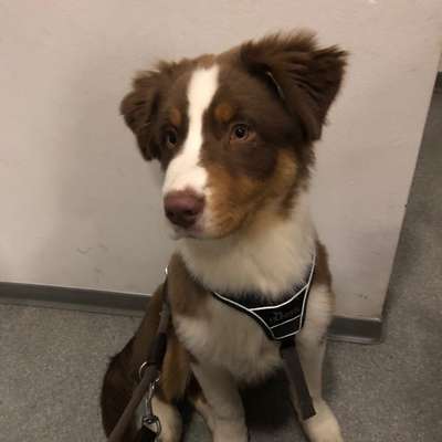 Hundetreffen-Ruhigen Hund zum Hundebegegnung üben und Spazieren gehen gesucht-Profilbild