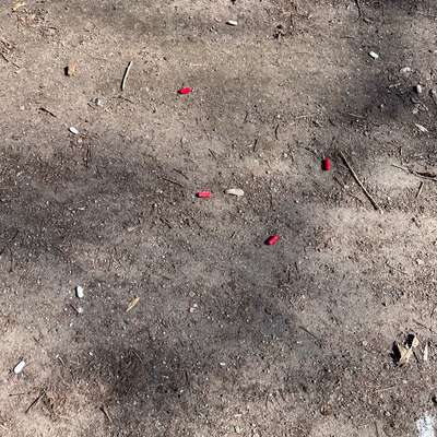 Giftköder-Pillen / Tabletten-Bild