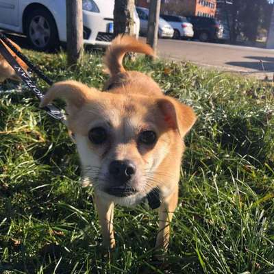 Die Dogorama Kalender Challenge Teil 3/4-Beitrag-Bild