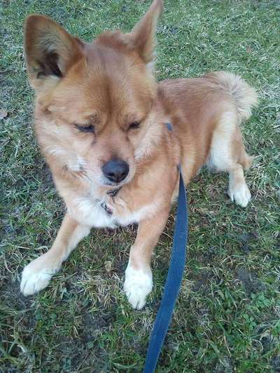 Die Dogorama Kalender Challenge Teil 3/4-Beitrag-Bild