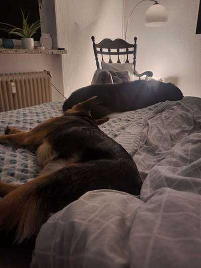 Darf der Hund bei Euch im Bett schlafen?-Beitrag-Bild