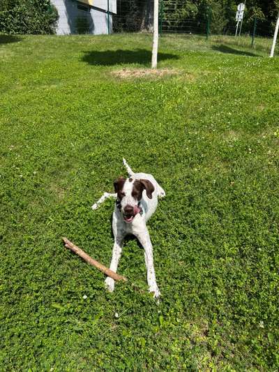 Dogorama Photo Challenge - Zufallsfund beim Gassi-Beitrag-Bild