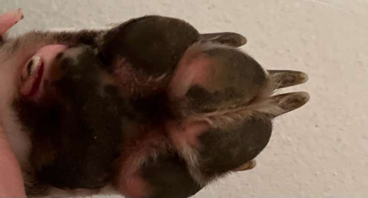 Pfote geschnitten. Kann man das nicht nähen/tackern ?-Beitrag-Bild