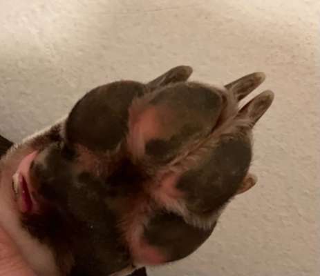 Pfote geschnitten. Kann man das nicht nähen/tackern ?-Beitrag-Bild