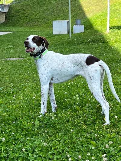 Mischlinge raten - Rätselspaß-Beitrag-Bild