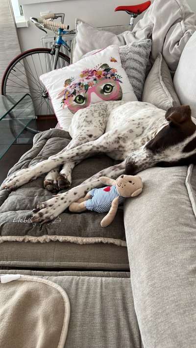 Auslandstierschutz-Beitrag-Bild