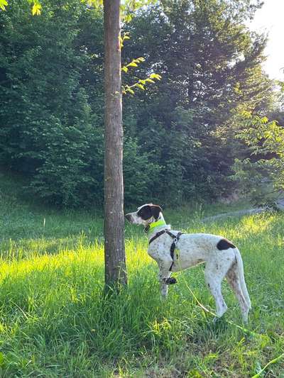Immer der Nase nach - die schönsten Jagdhund-Bilder-Beitrag-Bild
