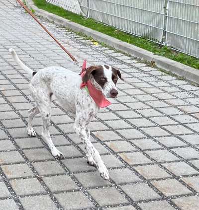 149. Foto Challenge: Wer ist hier der Boss!-Beitrag-Bild