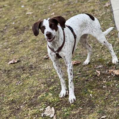 Hundetreffen-Austoben auf der Hundewiese oder spazieren im Leechwald-Bild