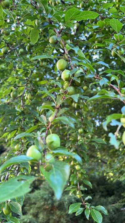 Die wunderschöne Welt mit Hund.-Beitrag-Bild