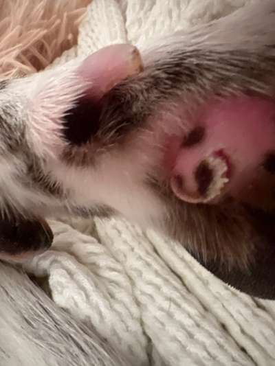 Pfote geschnitten. Kann man das nicht nähen/tackern ?-Beitrag-Bild