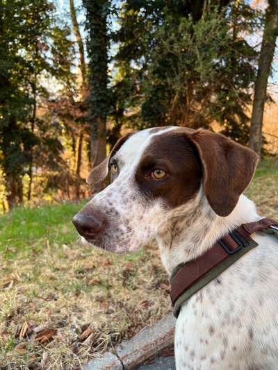 Dogorama Photo Challenge - Märchenwald-Beitrag-Bild