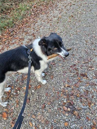 Hundetreffen-Spieltreffen/ Training-Bild