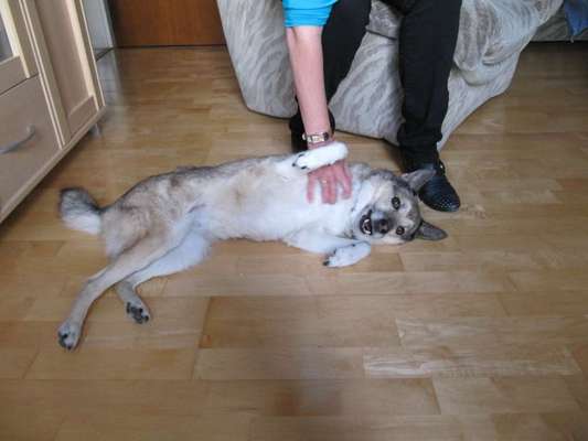 TierschutzhundeStammtisch🐕-Beitrag-Bild