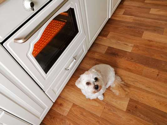 CHALLENGE NR. 19 - Der Hundeblick-Beitrag-Bild