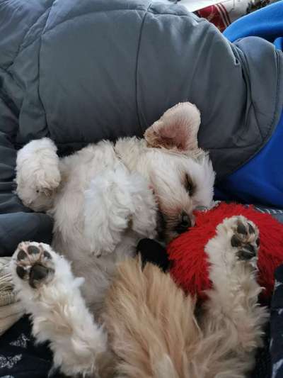 Hunde sind die beste Medizin-Beitrag-Bild