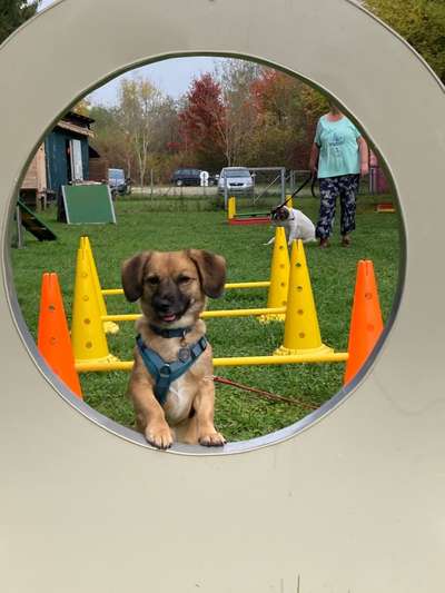 Hundesport?-Beitrag-Bild