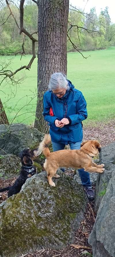 Hundesport?-Beitrag-Bild