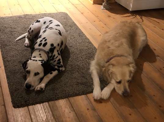 Wo sind die Golden Retriever Liebhaber?-Beitrag-Bild