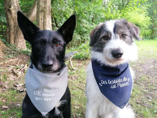 Hundetreffen-LeinenSpaziergang-Bild