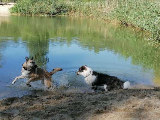 Hundeauslaufgebiet-Kratt-Bild