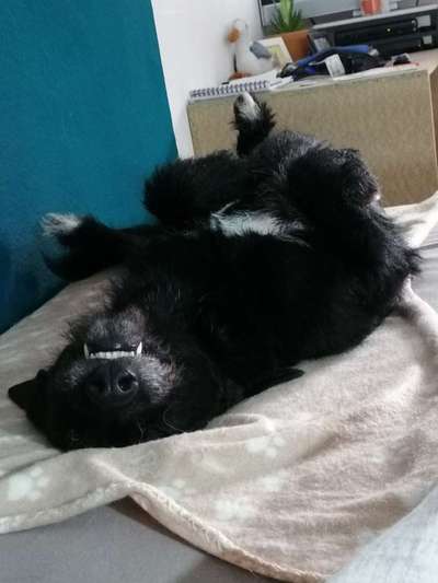 Die Dogorama Wochen Challenge-Beitrag-Bild