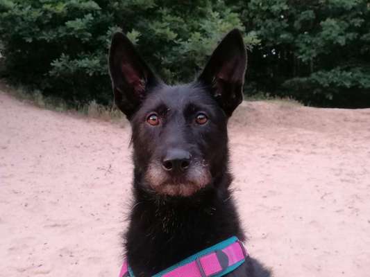 Mischlingshunde Foto Aufruf-Beitrag-Bild