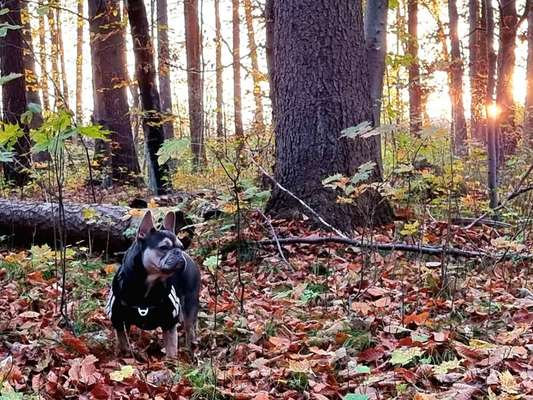 Herbst Bilder-Beitrag-Bild