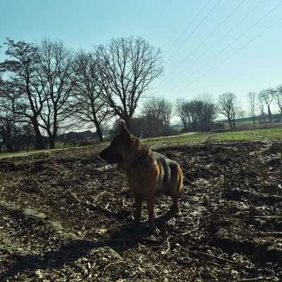 Hundetreffen-Rokko sucht ein Spielkameraden 😀-Bild