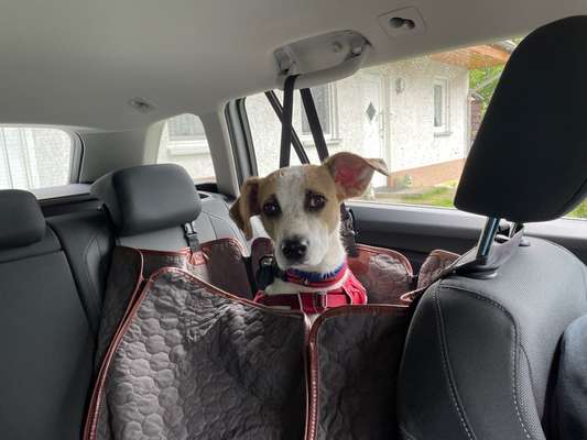 FOTOCHALLENGE 70 - Dein Hund im Auto-Beitrag-Bild