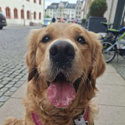 Hundetreffen-In Plauen der Wald spazieren gekahn in der Nähe vom Krankenhaus
