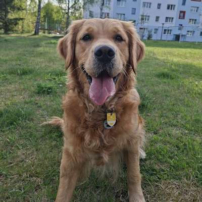 Hundetreffen-Golden Retriever-Profilbild