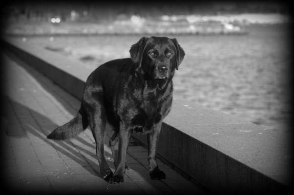 Die Dogorama Kalender Challenge 4/4-Beitrag-Bild