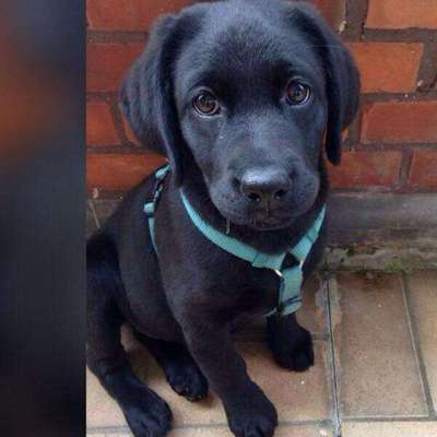 Welpen Bilder !-Beitrag-Bild