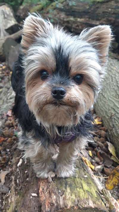 Yorkshire Terrier-Beitrag-Bild