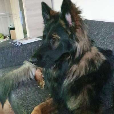 Hundetreffen-Gassi gehen,  etc...-Profilbild