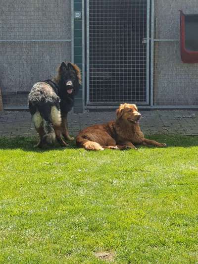 Bester Freund, Hundekumpel - zeigt her!-Beitrag-Bild