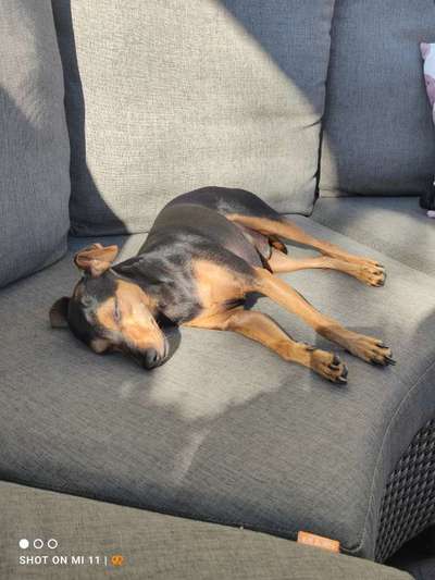 Prager Rattler-Beitrag-Bild