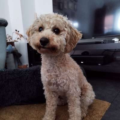 Hundetreffen-Gassirunde ☺️🐩🐶🐕-Bild