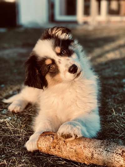 Welpen Bilder !-Beitrag-Bild