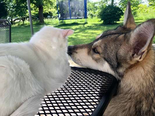 Dogorama Photo Challenge - Gegensätze-Beitrag-Bild