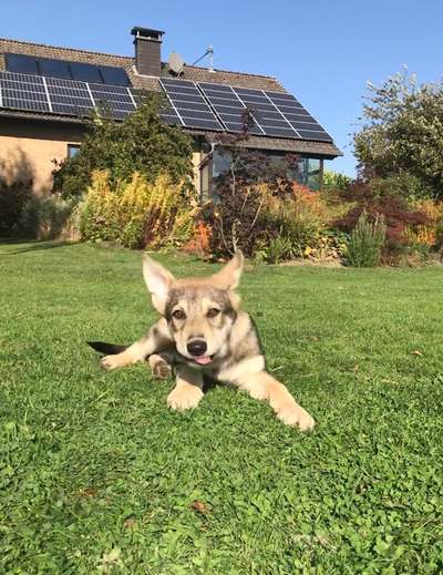 Tongue Out Tuesday-Beitrag-Bild