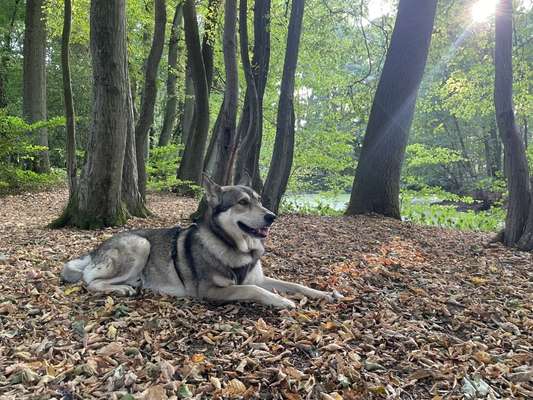 Dogorama Photo Challenge - Märchenwald-Beitrag-Bild