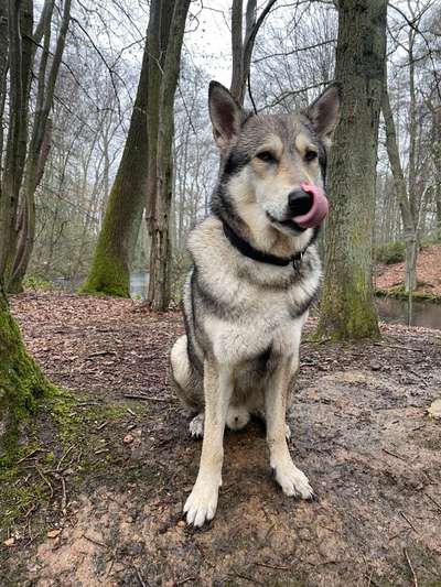 Tongue Out Tuesday-Beitrag-Bild